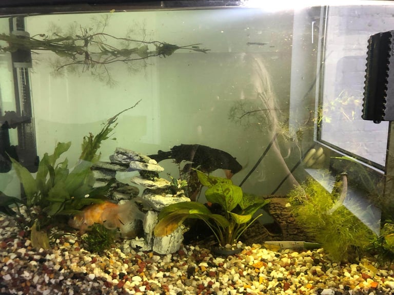 Fish and tank 