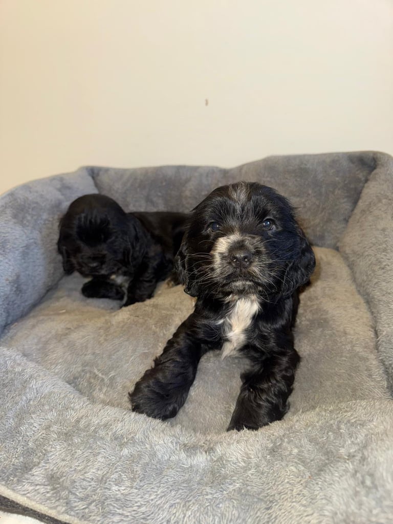 Adorable Show Type Cocker Spaniel Puppies. 