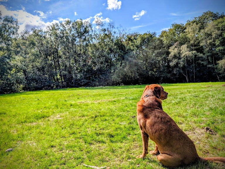 image for Looking for Rental. Dog friendly. 