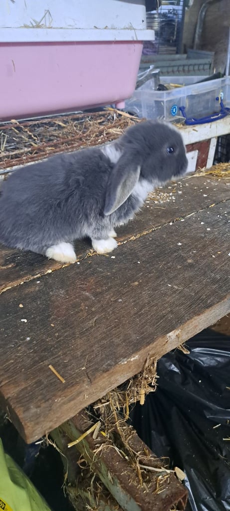 Baby mini lop bunnies 