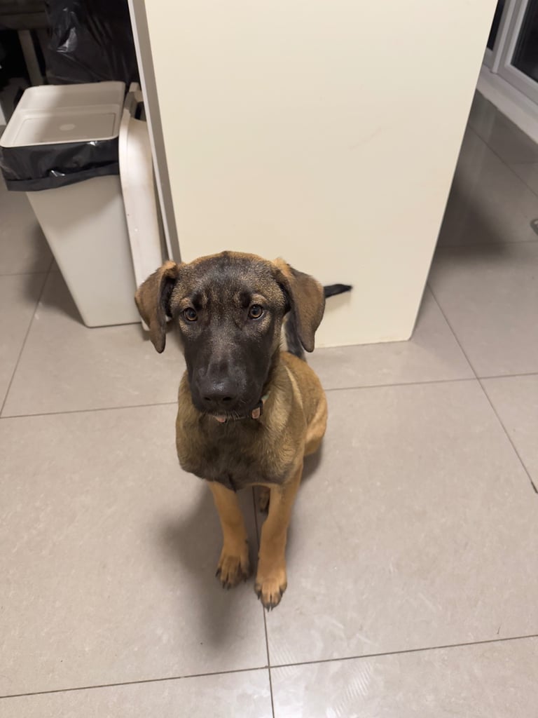 2 female bull herder pup