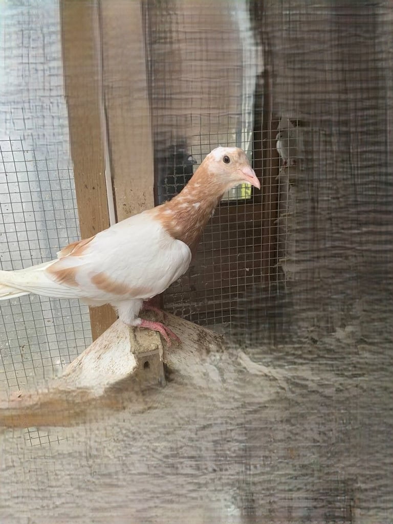 Syrian Pigeon 
