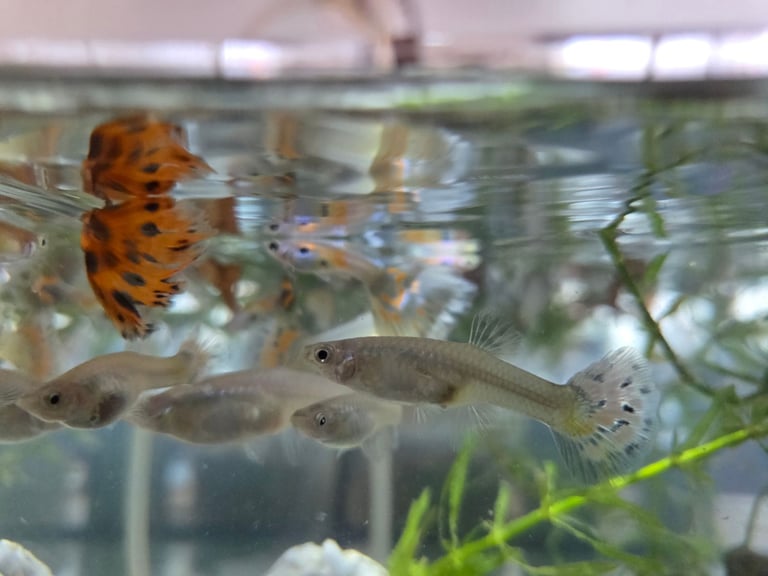 Baby fishes