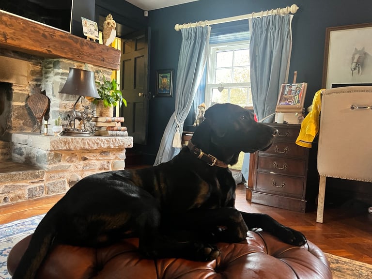 Perfect, High Quality Labrador Puppies  Castlereagh Co Down 