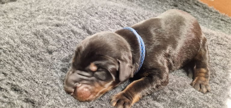 Top Line Doberman Puppies