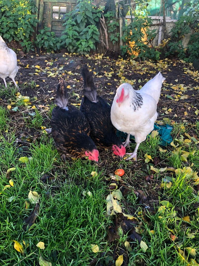 Hens for rehoming 