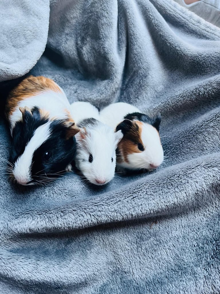 6  beautiful guinea pig