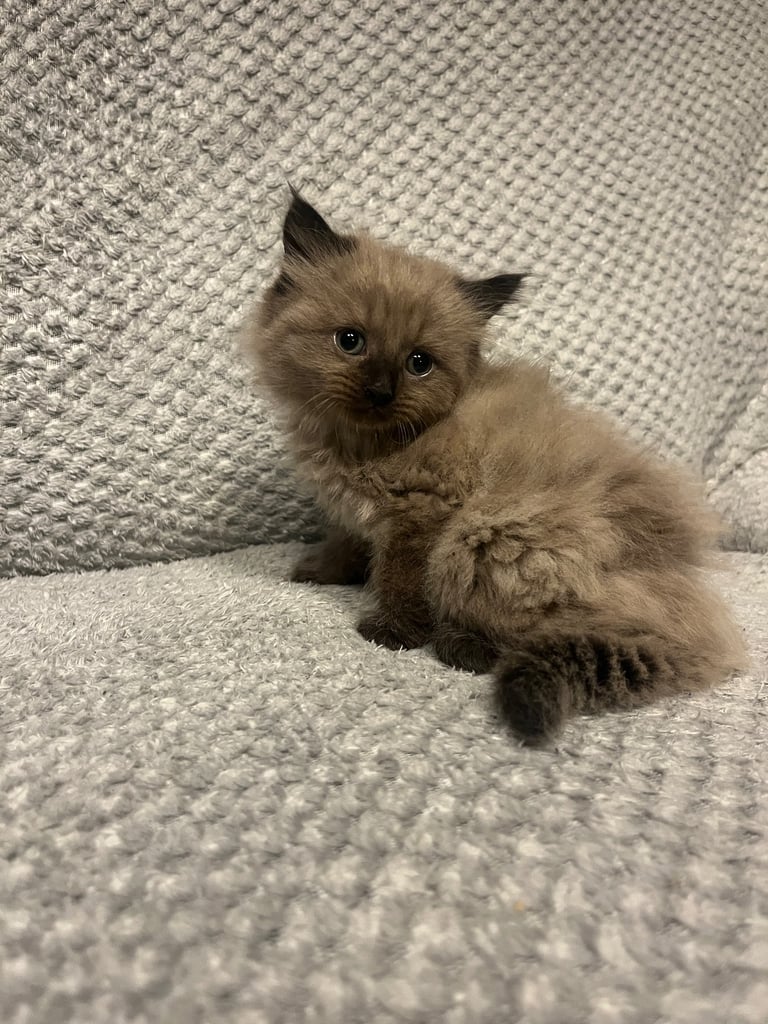 Snowshoe X Birman kittens for sale 