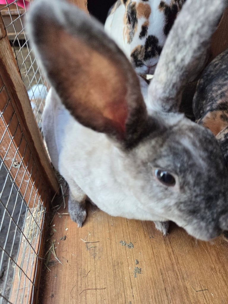 🐰🐰Mini rex babies READY TO LEAVE NOW🐰🐰