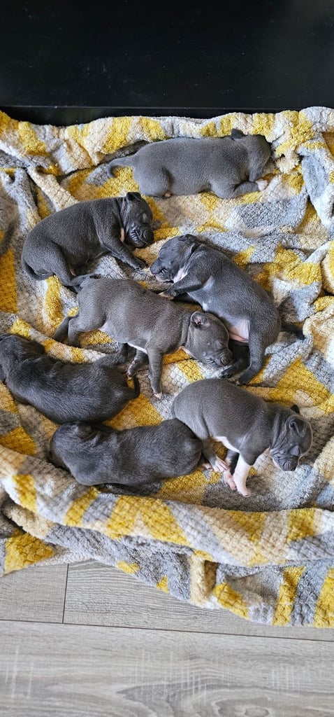 Staffy puppies