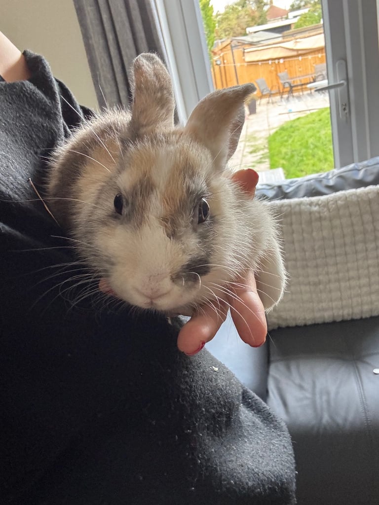 2 female house rabbits 