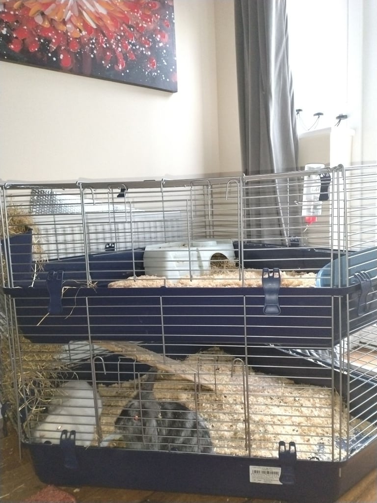 Pet rabbits and cage 