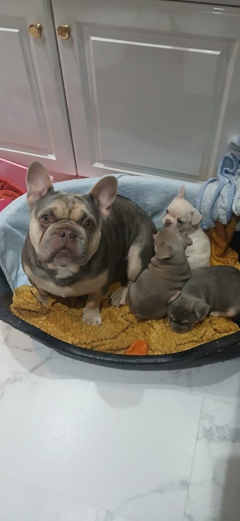 image for FRENCH BULLDOG PUPPIRS