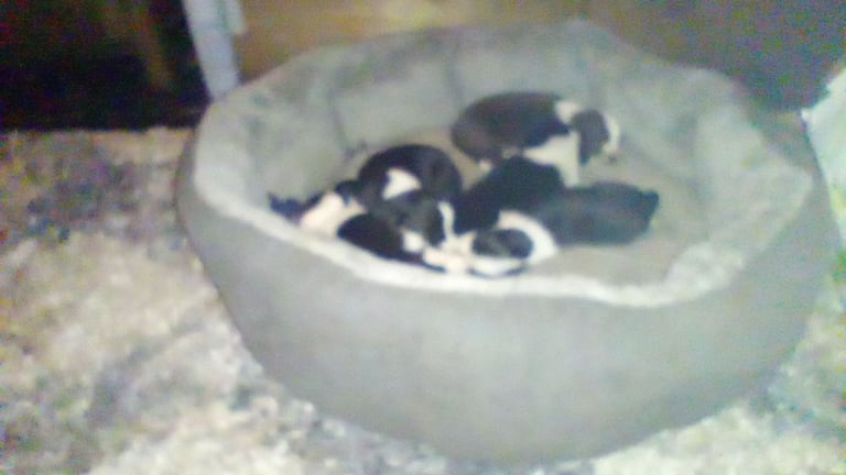 Collie puppies for sale 