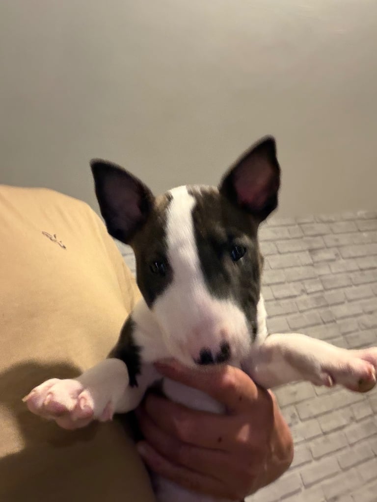 Terrier dogs in England Dogs Puppies for Sale Gumtree