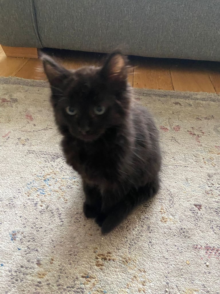 image for Black Kitten for sale