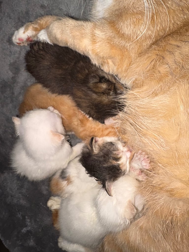 5 beautiful kittens