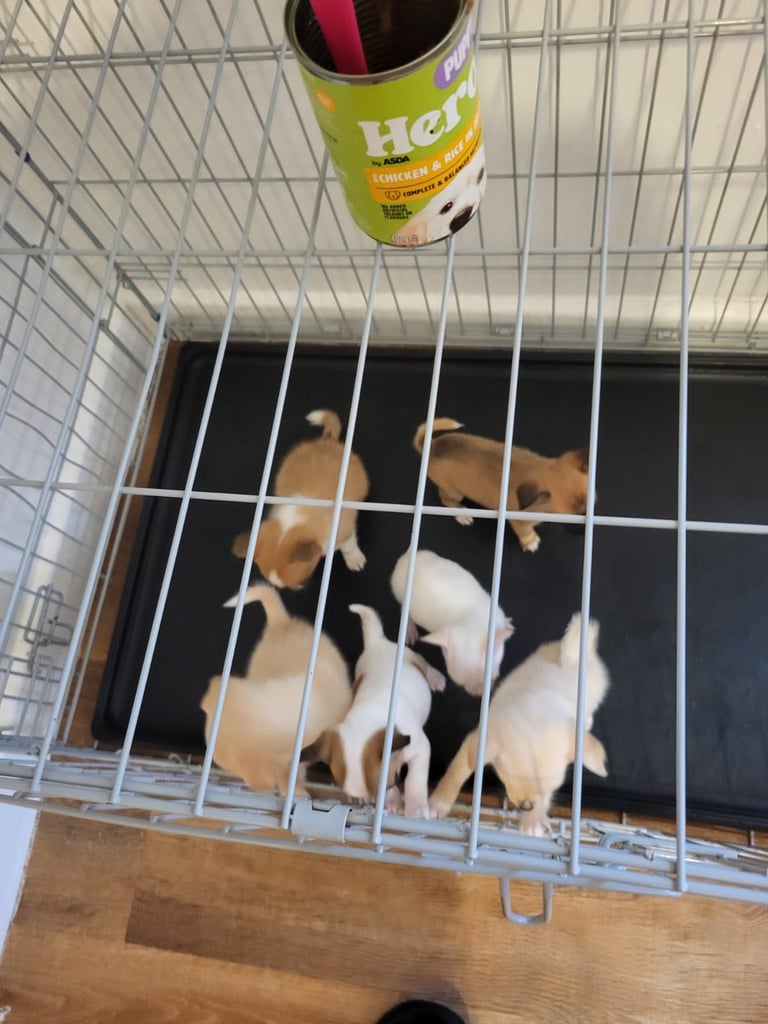 6 Jack Russel x Chihuahua puppies 