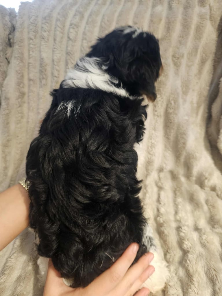 Yorkshire terrier Tricolor.  Ready now