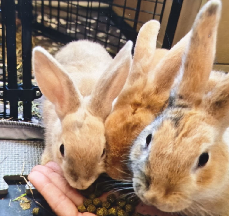 image for 3 female rabbits