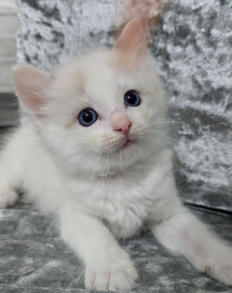 Stunning Ragdoll Male Kittens 