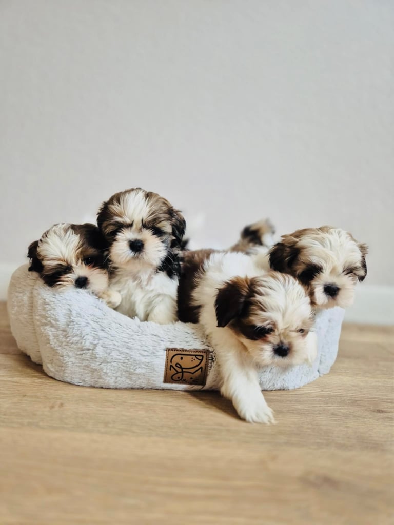 Shihtzu