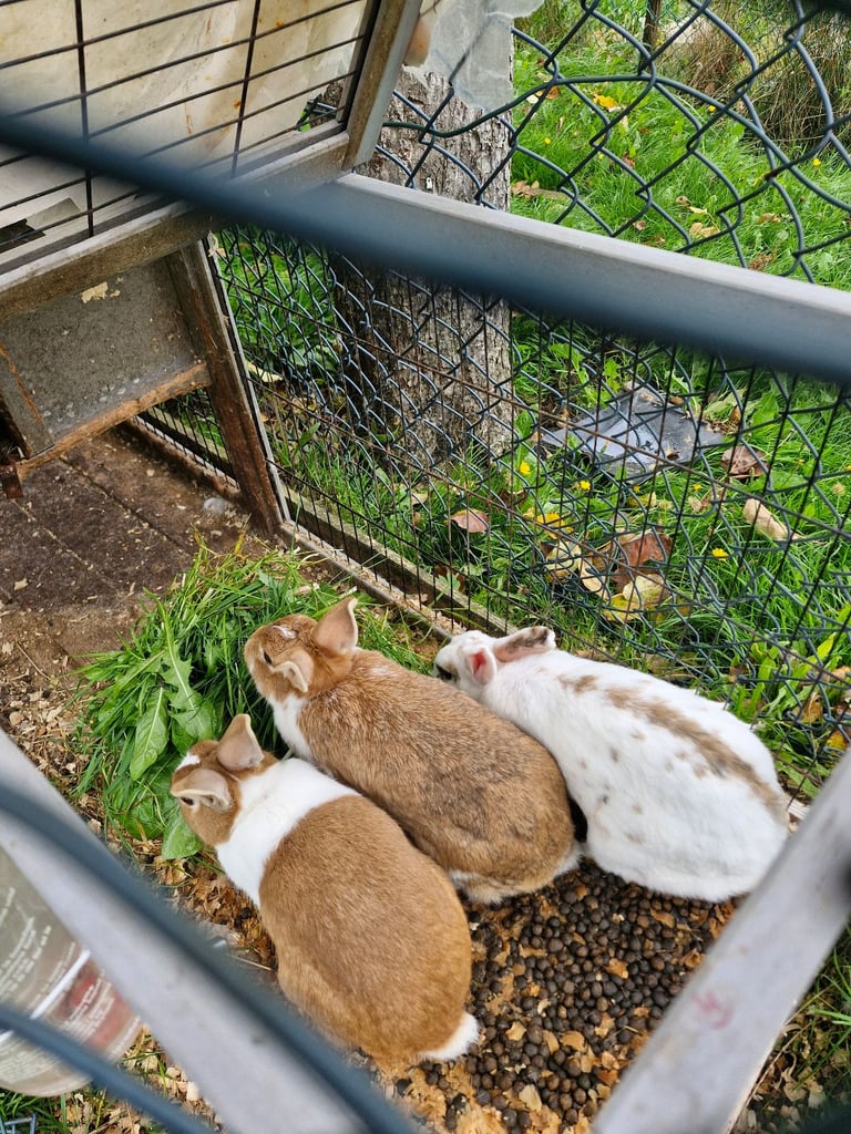 Rabbits 