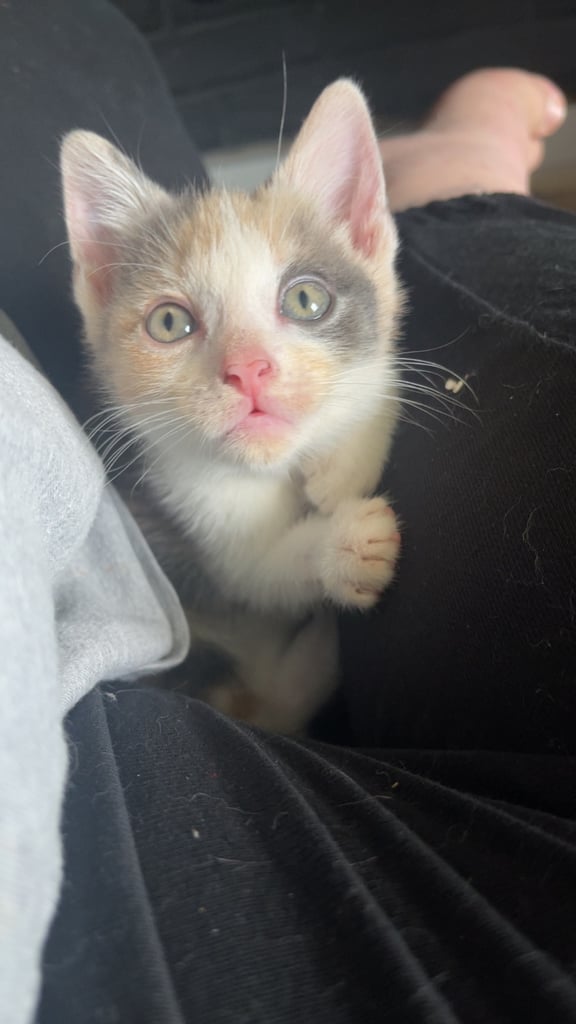 White, dilute calico kittens ready to go