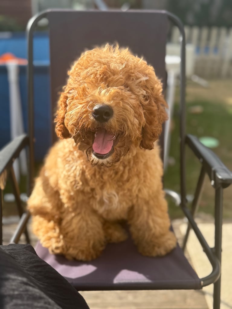 Cockapoo Male 8 Months 