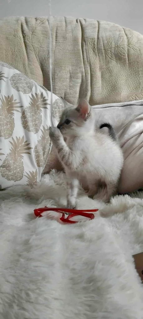 Maine coon cream kittens 