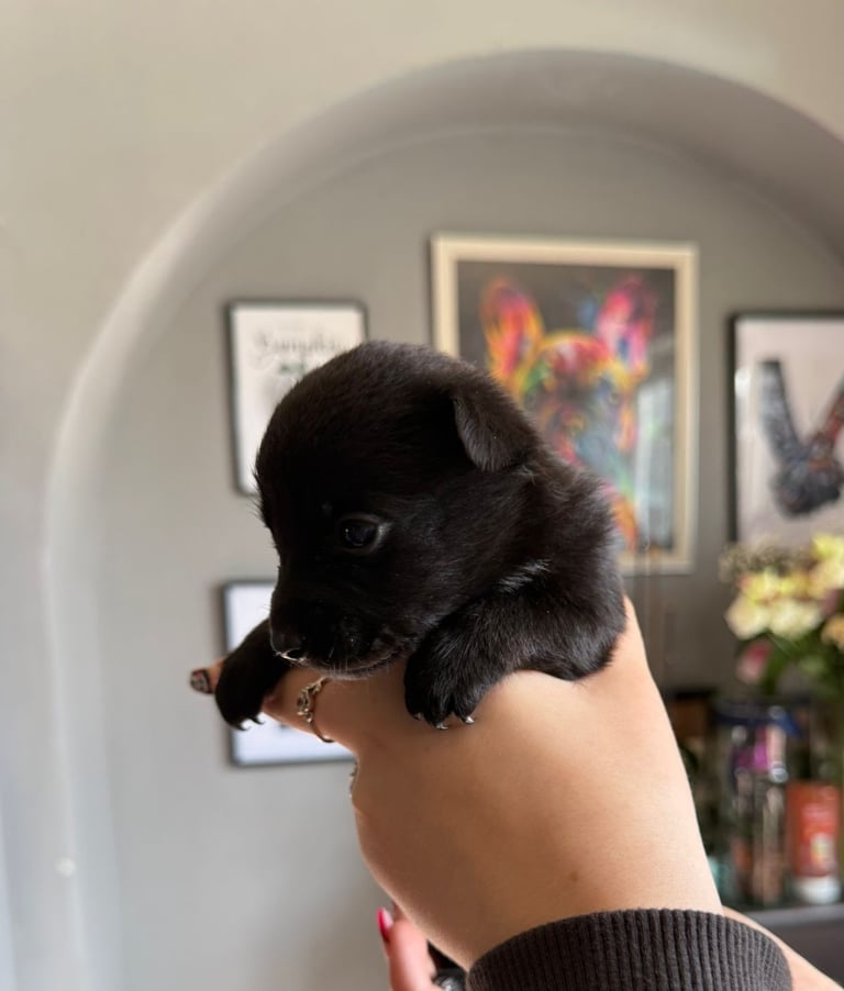 9 * 1 girl left *beautiful dachshund cross pom puppies 