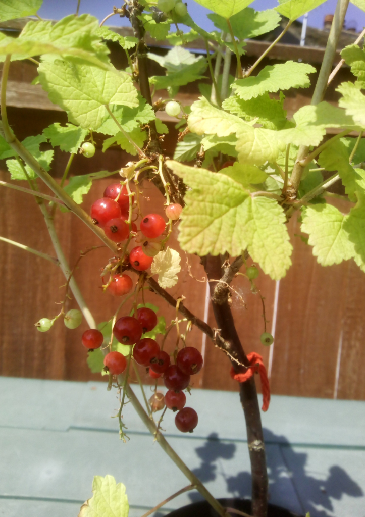 1 x Red Currant plant £4