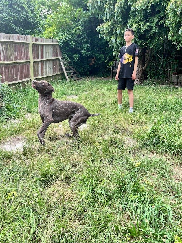 Amazing Pointer Puppies For Sale Excellent Pedigree