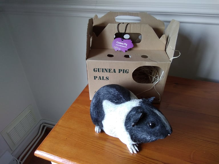 Guinea pig character. Life like in carry box.