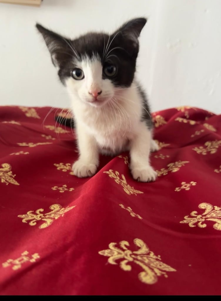 Grey white black ginger tabby tortoiseshell tuxedo girl female kitten cat