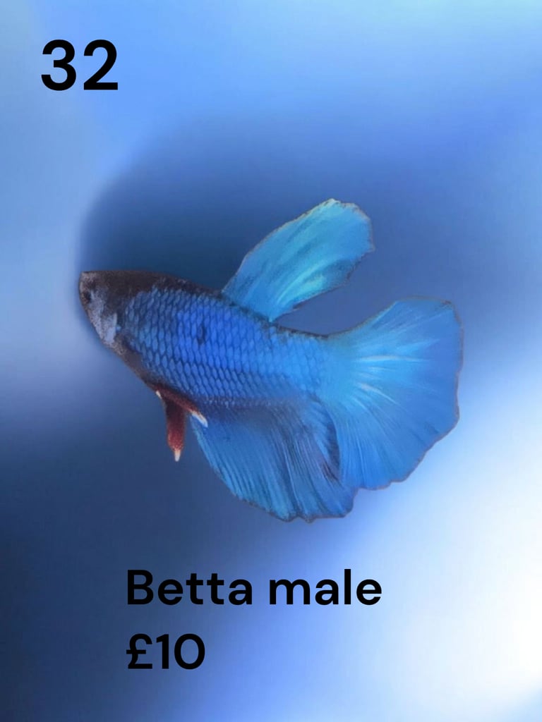 Betta fish 