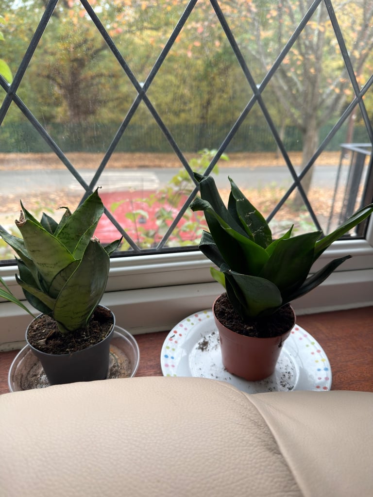 image for 2 small Snake plants 