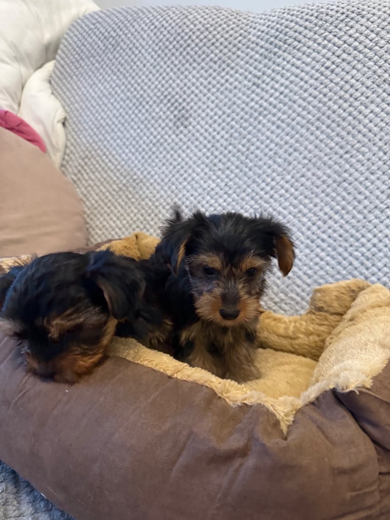 Stunning Yorkshire Terriers for sale