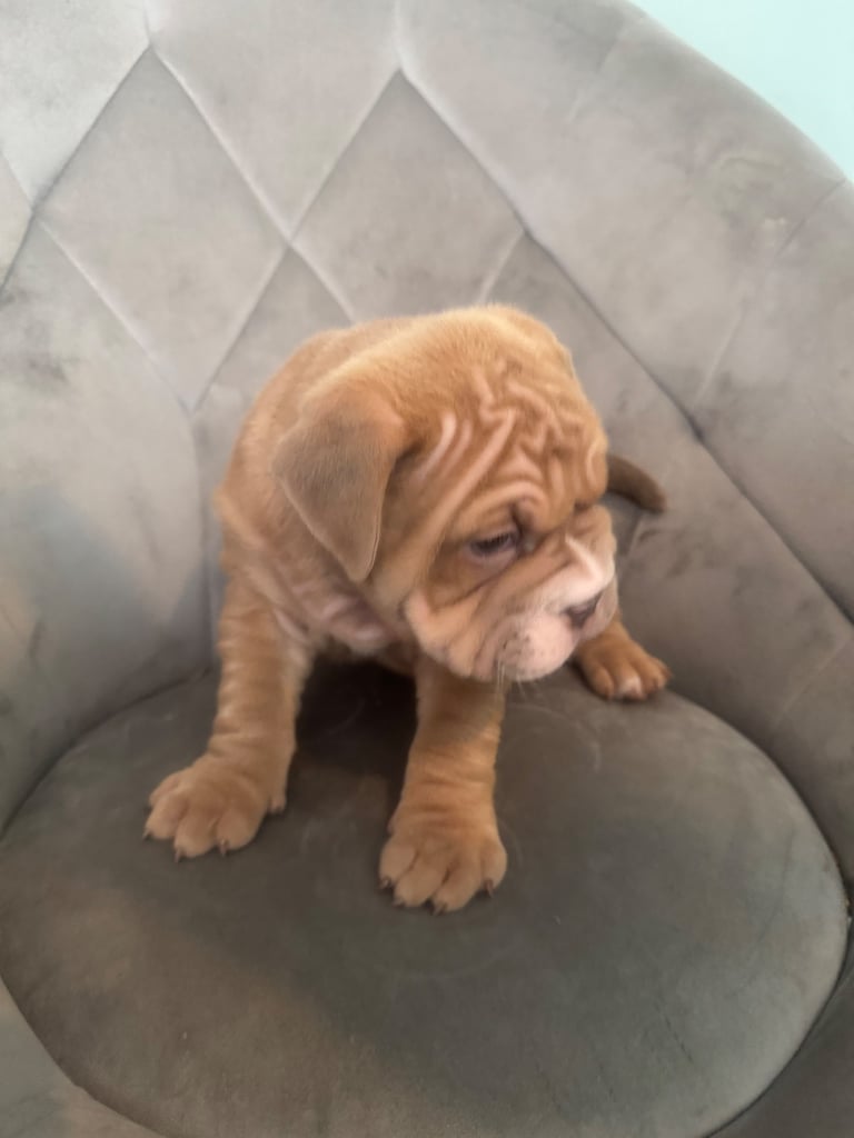 image for 8 week old bullpei female 