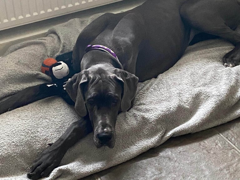 Great Dane looking for a new home 