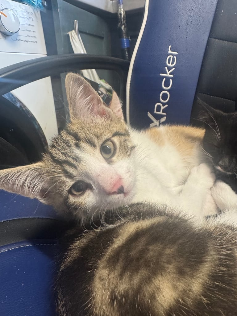 3 beautiful kittens looking for their forever homes