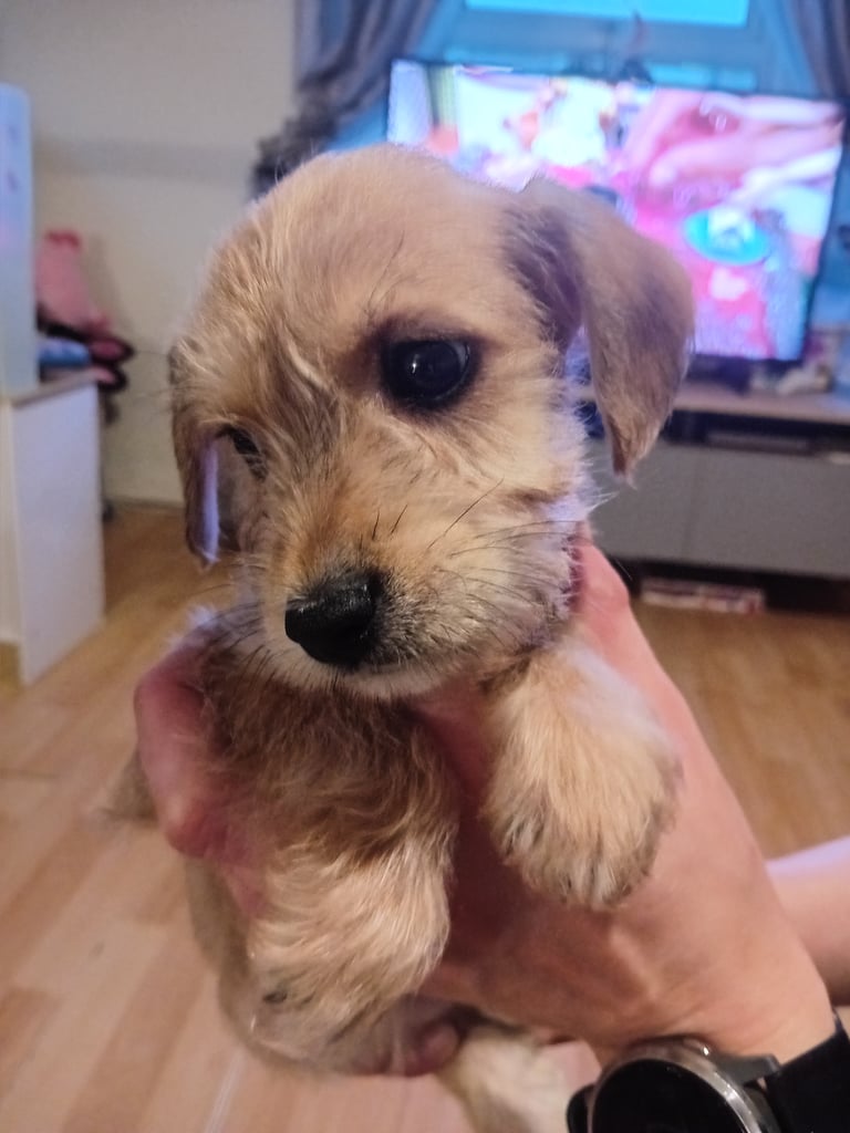 Schnockerpoo puppies