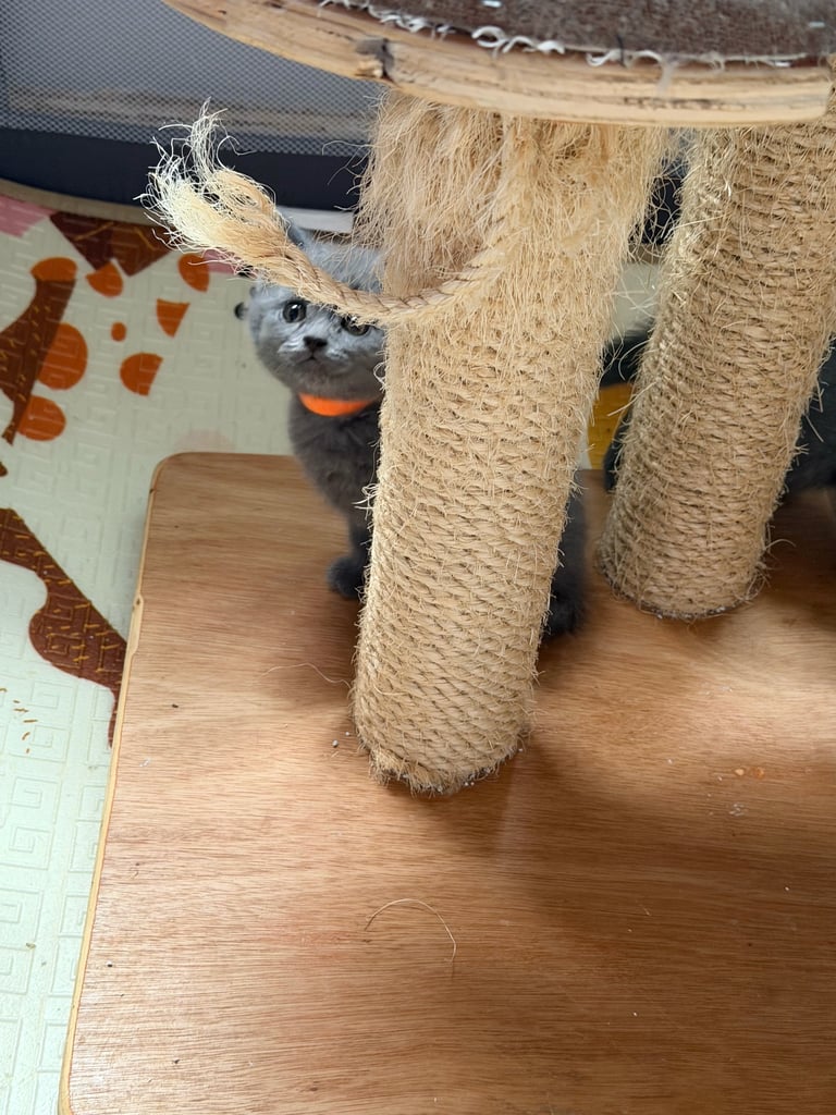 🐾 British Shorthair Kittens for Sale 🐾