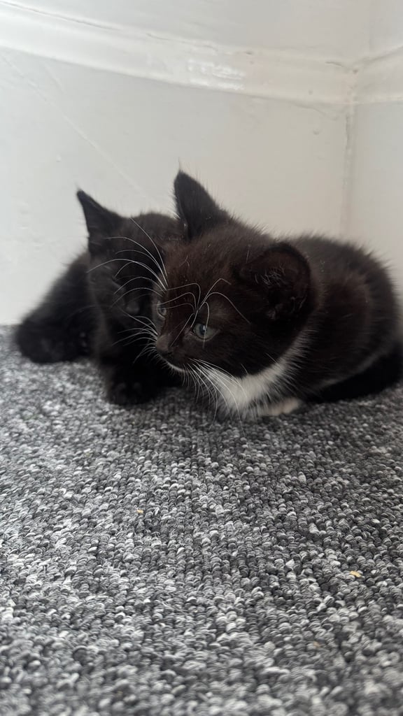 image for 3month kittens 