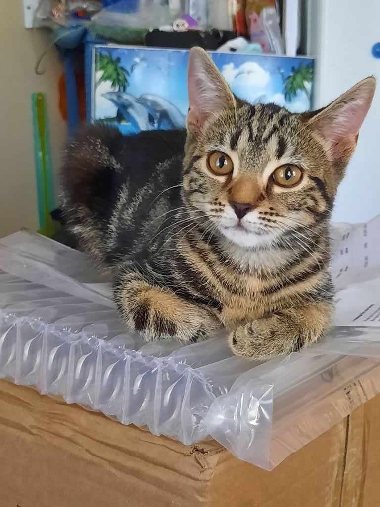 beautiful female kittens, white / tabby, looking for a new home