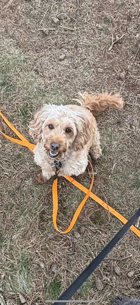 F2 cockapoo puppies for sale