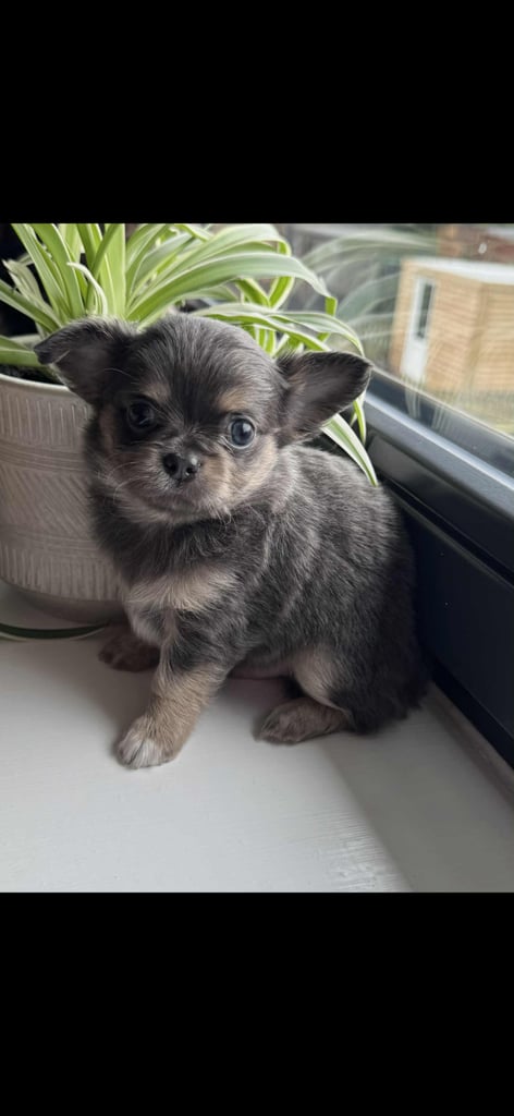 READY TO LEAVE SOON Blue Eye Merle, Tiny Longhair chihuahua 