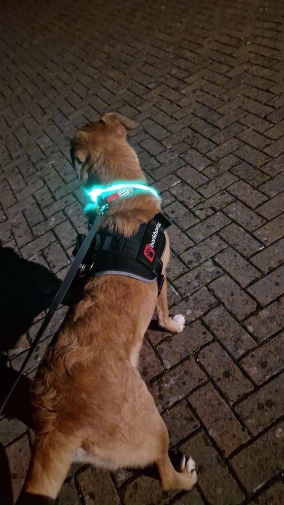 Urgent rehoming