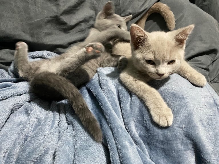 ✨Adorable British shorthair kittens ready to leave!✨