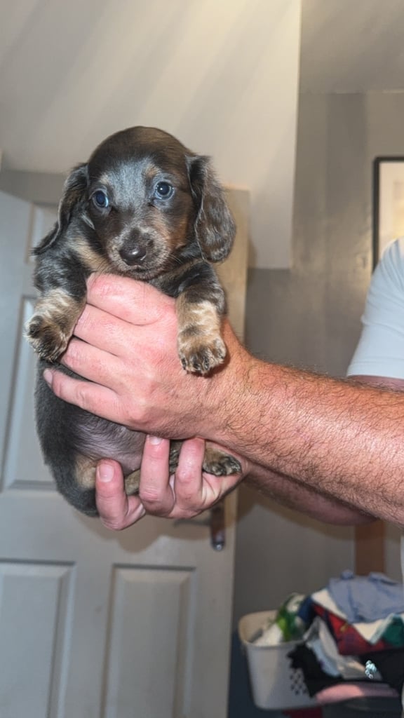 Beautiful dachshunds for sale 